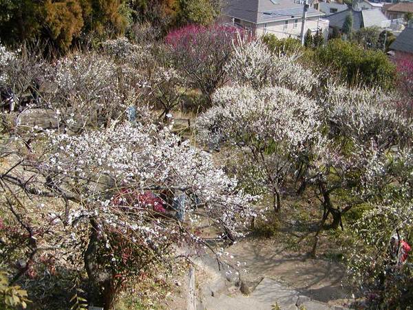 近隣には「岡本梅林公園」